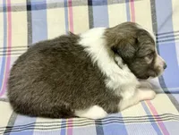 Sable Boy , a male Shetland Sheepdog for sale in Clintonville, WI – Photo 5 of 10