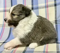 Sable Boy , a male Shetland Sheepdog for sale in Clintonville, WI – Photo 4 of 10