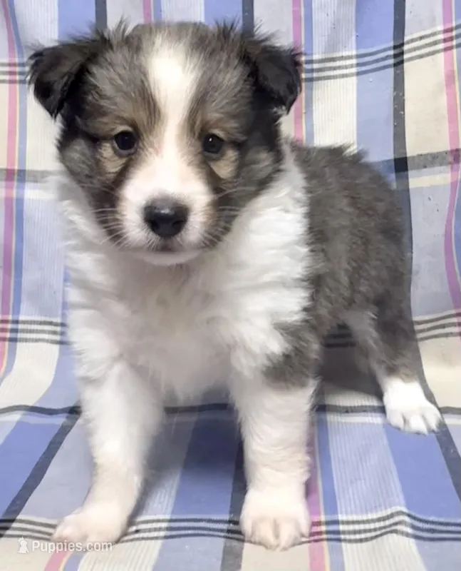 Sable Boy  – Shetland Sheepdog puppy for sale in Clintonville, WI
