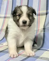 Sable Boy , a male Shetland Sheepdog for sale in Clintonville, WI – Photo 2 of 10