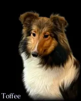 Sable Boy , a male Shetland Sheepdog for sale in Clintonville, WI – Photo 7 of 10