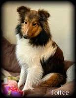 Sable Boy , a male Shetland Sheepdog for sale in Clintonville, WI – Photo 8 of 10