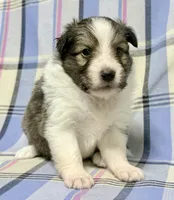 Sable Boy , a male Shetland Sheepdog for sale in Clintonville, WI – Photo 3 of 10