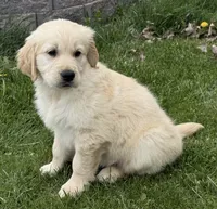 Beautiful Girl - ready now ❤️, a female English Cream Golden Retriever for sale in Clintonville, WI – 4 of 10