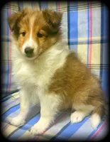 “Romeo” handsome sable boy ⭐️ WOW ‼️, a male Shetland Sheepdog for sale in Clintonville, WI – Photo 1 of 9