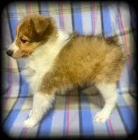 “Romeo” handsome sable boy ⭐️ WOW ‼️, a male Shetland Sheepdog for sale in Clintonville, WI – Photo 5 of 9