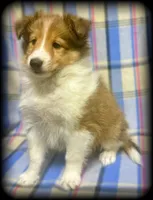 “Romeo” handsome sable boy ⭐️ WOW ‼️, a male Shetland Sheepdog for sale in Clintonville, WI – Photo 3 of 9