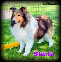 “Romeo” handsome sable boy ⭐️ WOW ‼️, a male Shetland Sheepdog for sale in Clintonville, WI – Photo 8 of 9