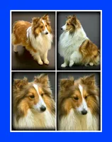 “Romeo” handsome sable boy ⭐️ WOW ‼️, a male Shetland Sheepdog for sale in Clintonville, WI – Photo 9 of 9