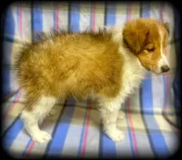“Romeo” handsome sable boy ⭐️ WOW ‼️, a male Shetland Sheepdog for sale in Clintonville, WI – Photo 6 of 9
