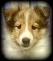 “Romeo” handsome sable boy ⭐️ WOW ‼️, a male Shetland Sheepdog for sale in Clintonville, WI – Photo 2 of 9