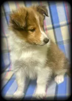 “Romeo” handsome sable boy ⭐️ WOW ‼️, a male Shetland Sheepdog for sale in Clintonville, WI – Photo 4 of 9