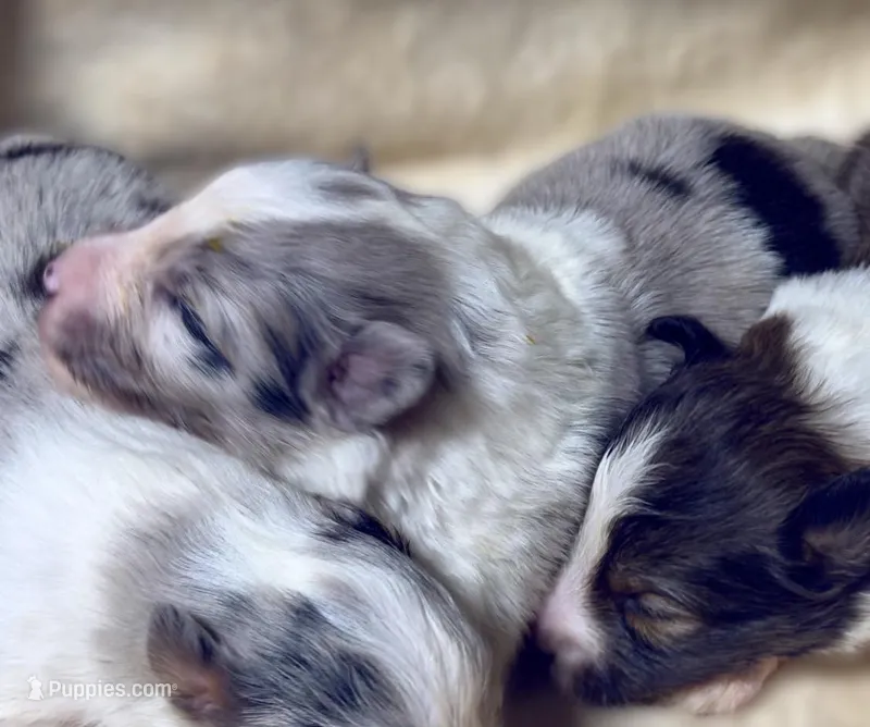 Blue Merle Boy B – Shetland Sheepdog puppy for sale in Clintonville, WI