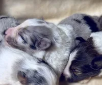 Blue Merle Boy B, a male Shetland Sheepdog for sale in Clintonville, WI – Photo 1 of 6