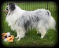 Blue Merle Boy B, a male Shetland Sheepdog for sale in Clintonville, WI – Photo 5 of 6