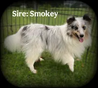 Blue Merle Boy B, a male Shetland Sheepdog for sale in Clintonville, WI – Photo 4 of 6