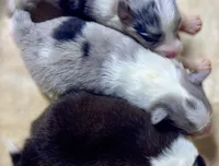 Blue Merle Boy B, a male Shetland Sheepdog for sale in Clintonville, WI – Photo 2 of 6