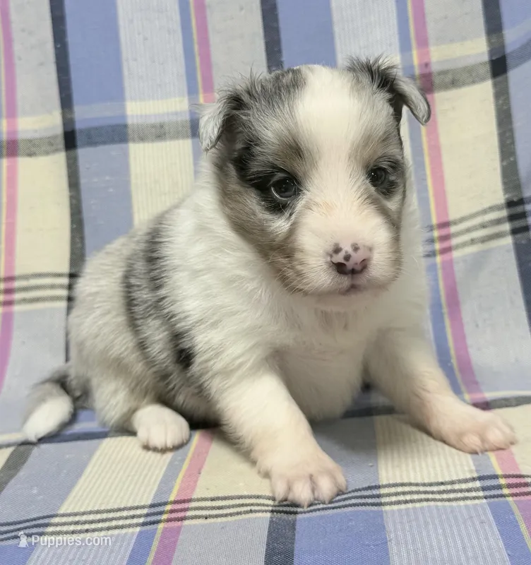 Blue Merle Boy B – Shetland Sheepdog puppy on hold in Clintonville, WI