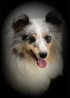 Blue Merle Boy B, a male Shetland Sheepdog for sale in Clintonville, WI – Photo 6 of 6