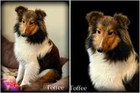 Blue Merle Boy B, a male Shetland Sheepdog for sale in Clintonville, WI – Photo 3 of 6