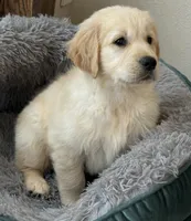 Beautiful Girl (3/4 English ~ 1/4 American), a female Golden Retriever for sale in Clintonville, WI – 2 of 10