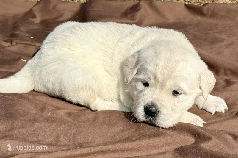 Priyah Beautiful Boy A – Golden Retriever puppy for sale in Clintonville, WI