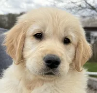 Beautiful Girl - ready now ❤️, a female English Cream Golden Retriever for sale in Clintonville, WI – 5 of 10