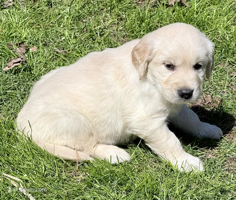 Rayne Boy - Light Blue  - genetic clearances❣️ – Golden Retriever puppy for sale in Clintonville, WI