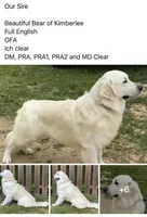 English/American Boys, a male Golden Retriever and English Cream Golden Retriever for sale in Clintonville, WI – Photo 4 of 6