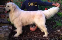 English/American Boys, a male Golden Retriever and English Cream Golden Retriever for sale in Clintonville, WI – Photo 3 of 6