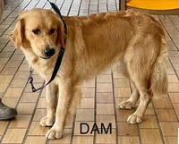 English/American Boys, a male Golden Retriever and English Cream Golden Retriever for sale in Clintonville, WI – Photo 6 of 6