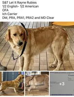 English/American Boys, a male Golden Retriever and English Cream Golden Retriever for sale in Clintonville, WI – Photo 5 of 6