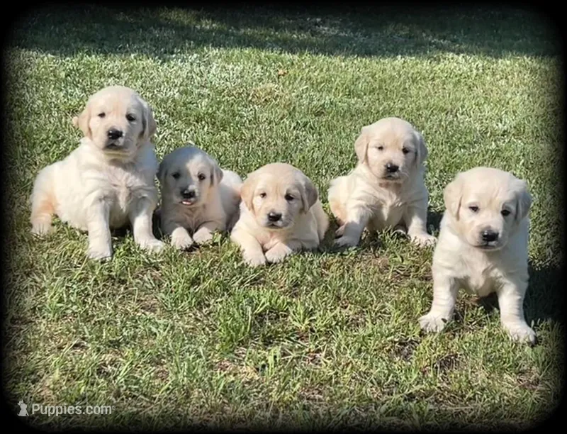 English/American Boys
