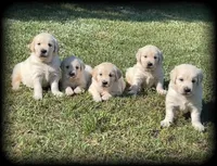 English/American Boys, a male Golden Retriever and English Cream Golden Retriever for sale in Clintonville, WI – Photo 1 of 6