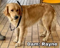 Rayne girl - 3rd choice spot - genetic clearances❣️, a female Golden Retriever and English Cream Golden Retriever for sale in Clintonville, WI – Photo 5 of 6