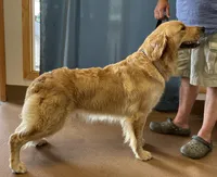 Rayne girl - 3rd choice spot - genetic clearances❣️, a female Golden Retriever and English Cream Golden Retriever for sale in Clintonville, WI – Photo 6 of 6