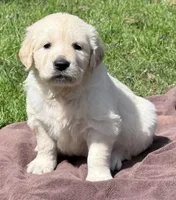 Rayne girl - 3rd choice spot - genetic clearances❣️, a female Golden Retriever and English Cream Golden Retriever for sale in Clintonville, WI – Photo 1 of 6
