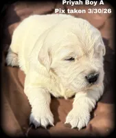 Priyah Boy A, a male Golden Retriever for sale in Clintonville, WI – Photo 1 of 8