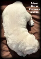 Priyah Boy A, a male Golden Retriever for sale in Clintonville, WI – Photo 2 of 8