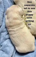 Priyah Boy 1, a male Golden Retriever for sale in Clintonville, WI – Photo 1 of 7