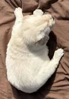 Priyah Beautiful Boy B, a male English Cream Golden Retriever for sale in Clintonville, WI – Photo 3 of 10