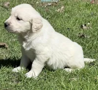 Rayne “No Collar” Boy  - genetic clearances❣️, a male Golden Retriever for sale in Clintonville, WI – Photo 4 of 10
