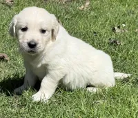 Rayne “No Collar” Boy  - genetic clearances❣️, a male Golden Retriever for sale in Clintonville, WI – Photo 3 of 10