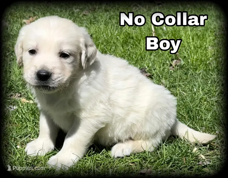 Rayne “No Collar” Boy  - genetic clearances❣️ – Golden Retriever puppy for sale in Clintonville, WI