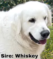 Beautiful Girl - ready now ❤️, a female English Cream Golden Retriever for sale in Clintonville, WI – 7 of 10