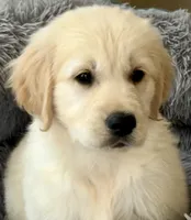 Beautiful Girl - ready now ❤️, a female English Cream Golden Retriever for sale in Clintonville, WI – 2 of 10