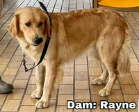 Beautiful Girl - ready now ❤️, a female English Cream Golden Retriever for sale in Clintonville, WI – 9 of 10
