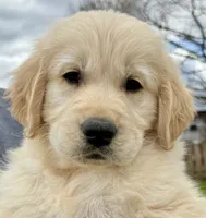 Beautiful Girl (3/4 English ~ 1/4 American), a female Golden Retriever for sale in Clintonville, WI – 6 of 10