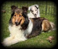 Blue Merle Boy, a male Shetland Sheepdog for sale in Clintonville, WI – Photo 3 of 9