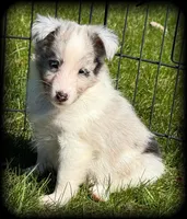 Blue Merle Boy, a male Shetland Sheepdog for sale in Clintonville, WI – Photo 4 of 9